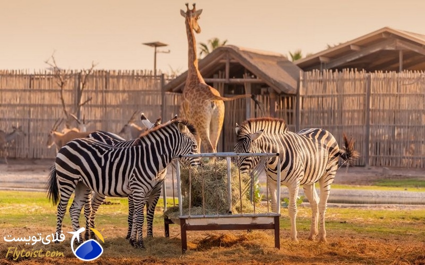 4. سافاری کویر دبی | هیجان در دل شن‌های طلایی