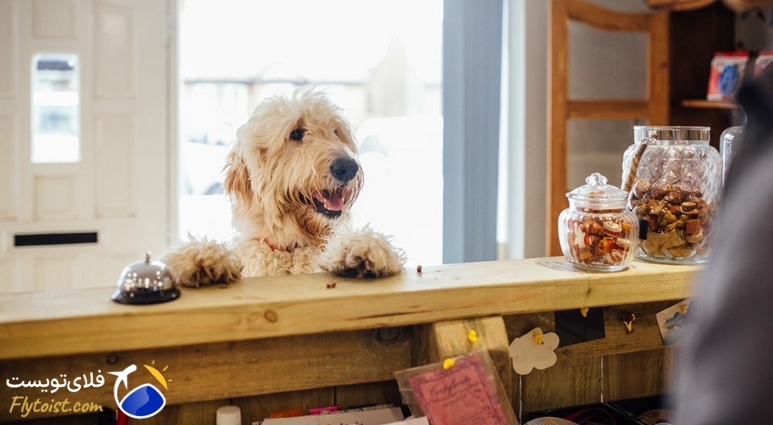 3 تا از بهترین هتل‌های پت فرندلی استانبول