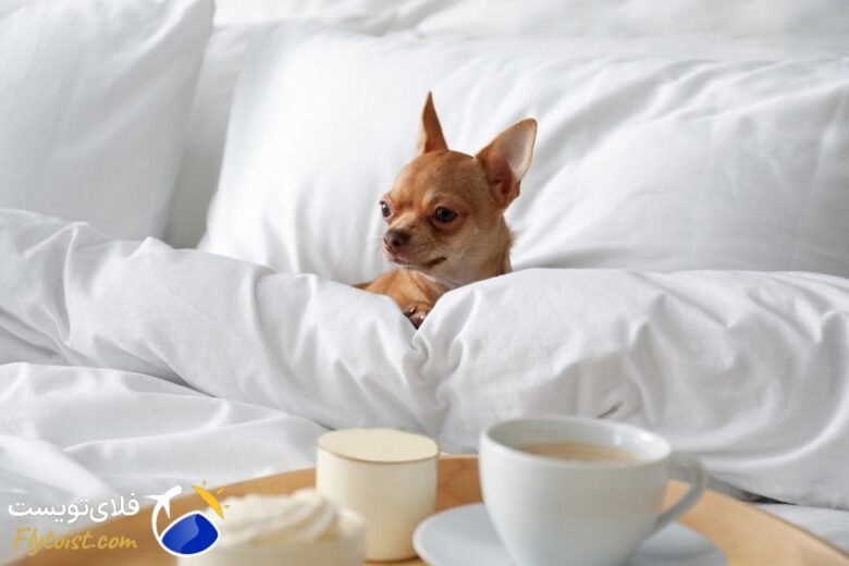 3 تا از بهترین هتل‌های پت فرندلی استانبول