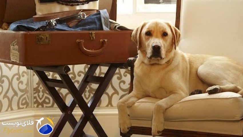 هتل پت فرندلی در باکو