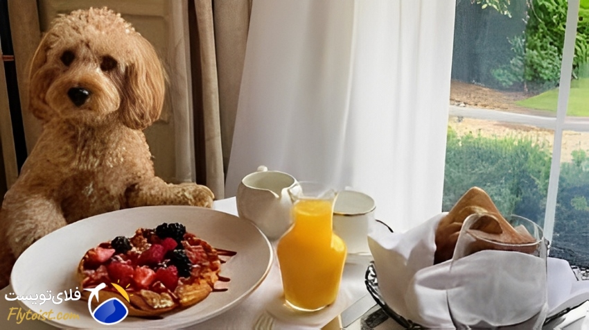 هتل پت فرندلی در باکو