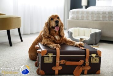 3 هتل پت فرندلی در باکو برای مسافران خاص با همراهان پشمالو!