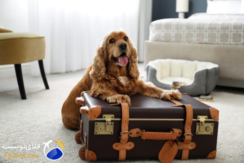 3 هتل پت فرندلی در باکو برای مسافران خاص با همراهان پشمالو!