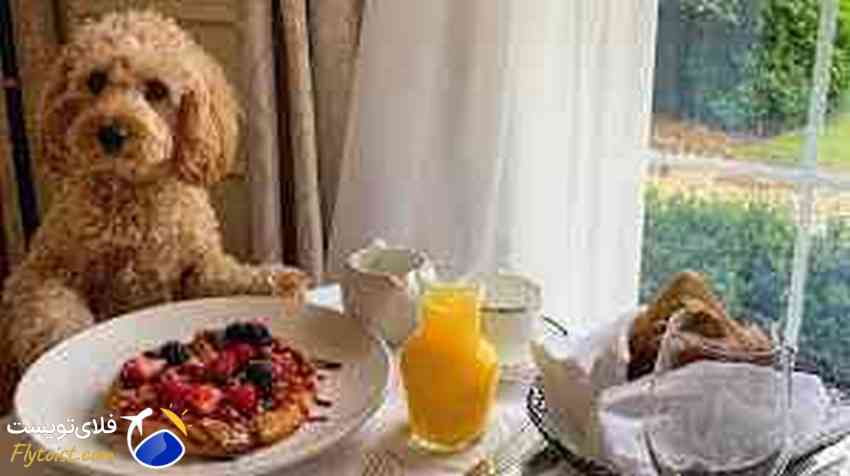  رزرو هتل استانبول، استانبول با حیوان خانگی 