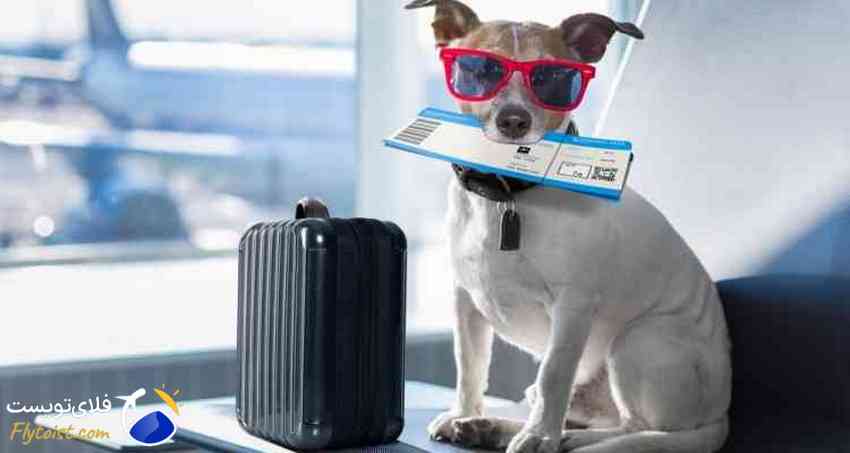 رزرو هتل استانبول، استانبول با حیوان خانگی