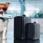 رزرو هتل استانبول، استانبول با حیوان خانگی