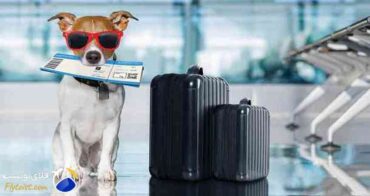 رزرو هتل استانبول، استانبول با حیوان خانگی